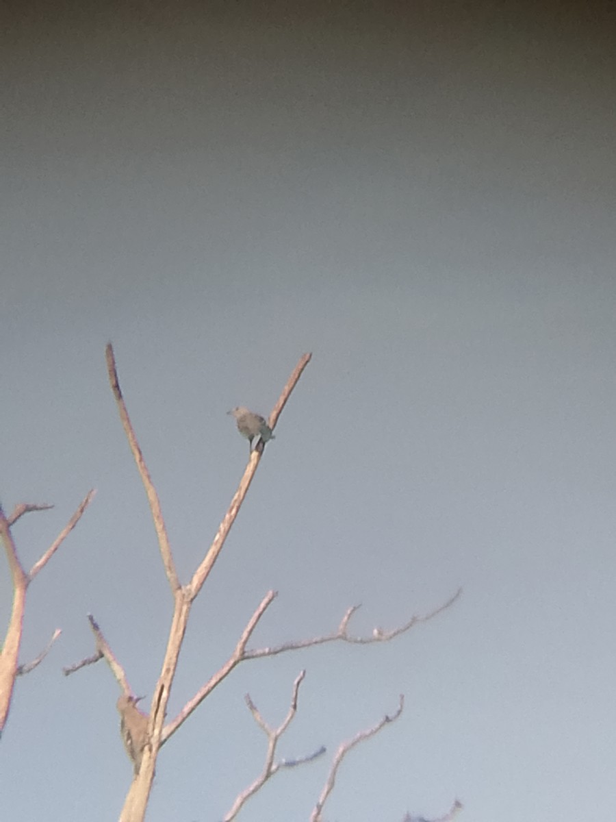 Glaucous Tanager - ML641152299