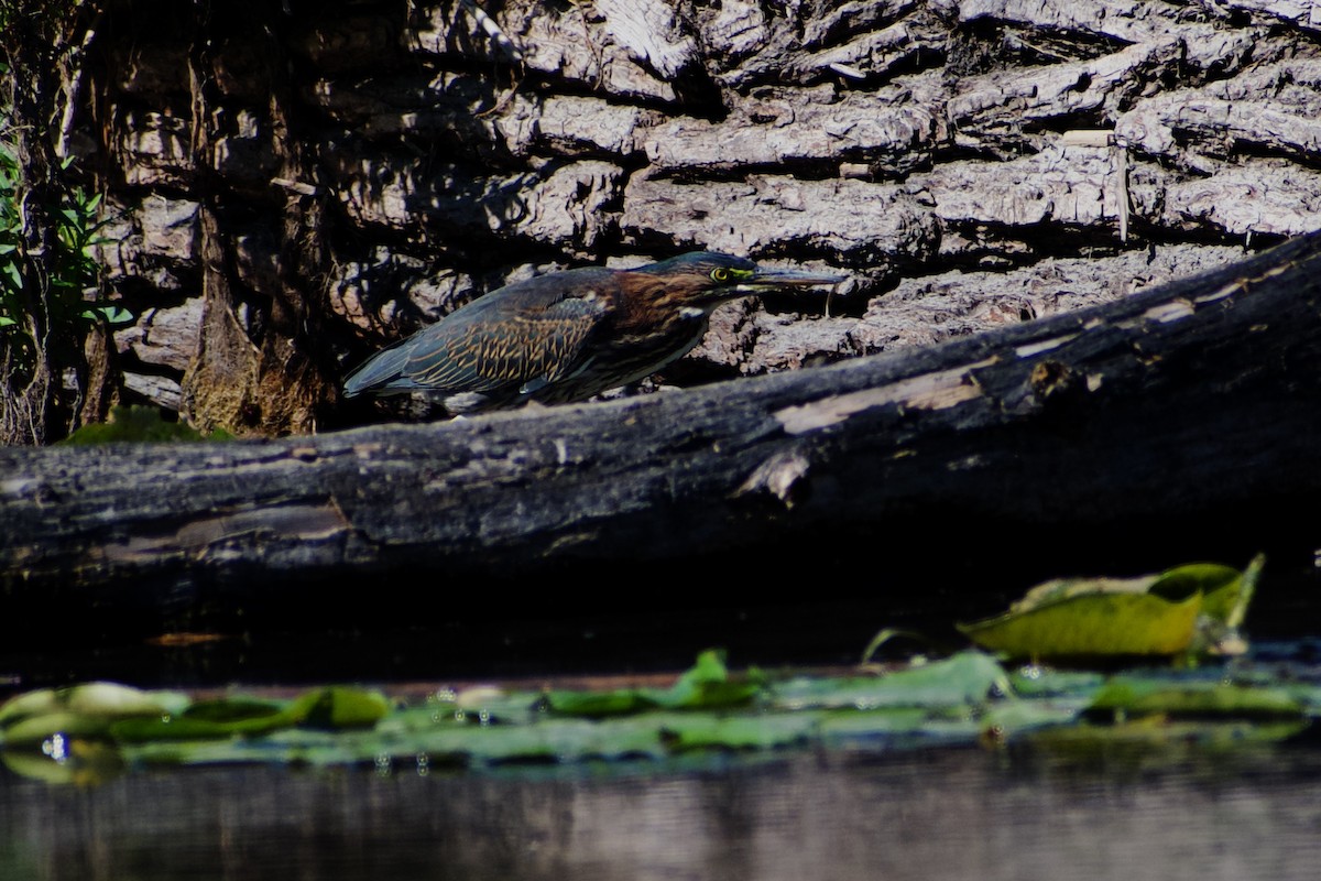 Green Heron - ML641152301