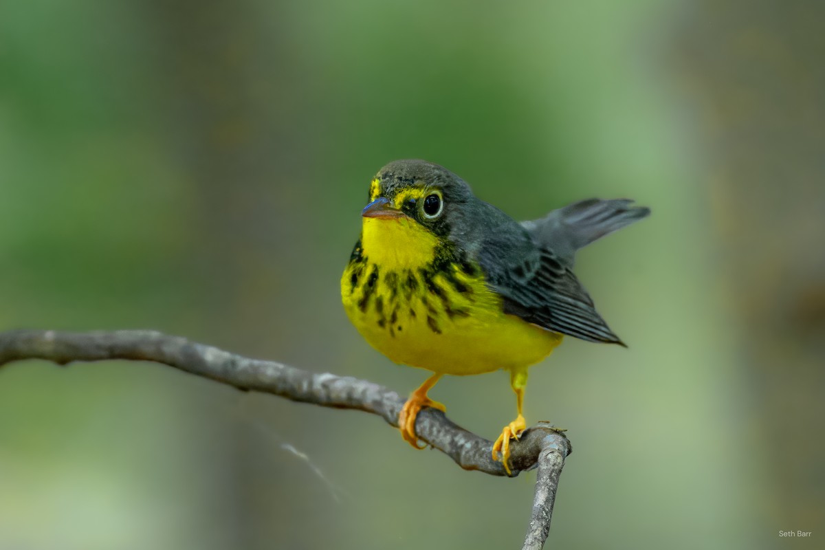 Canada Warbler - ML641152331