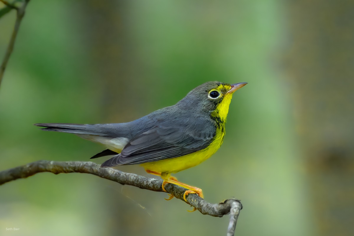 Canada Warbler - ML641152335