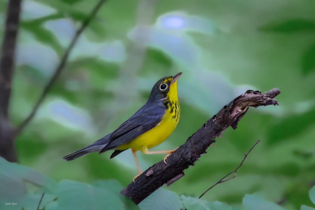 Canada Warbler - ML641152336