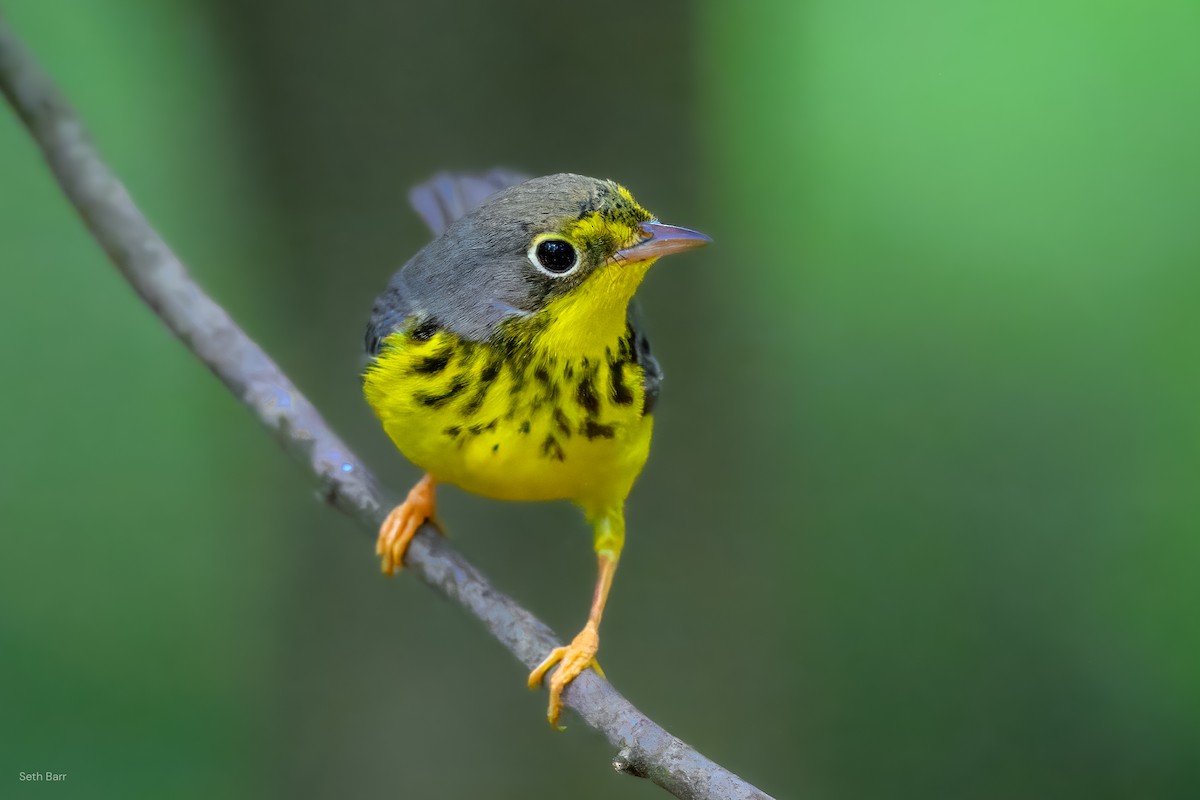 Canada Warbler - ML641152338