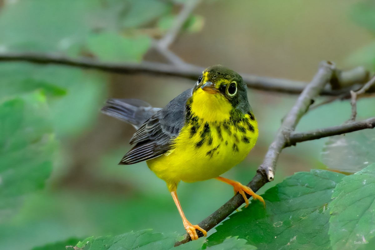Canada Warbler - ML641152339