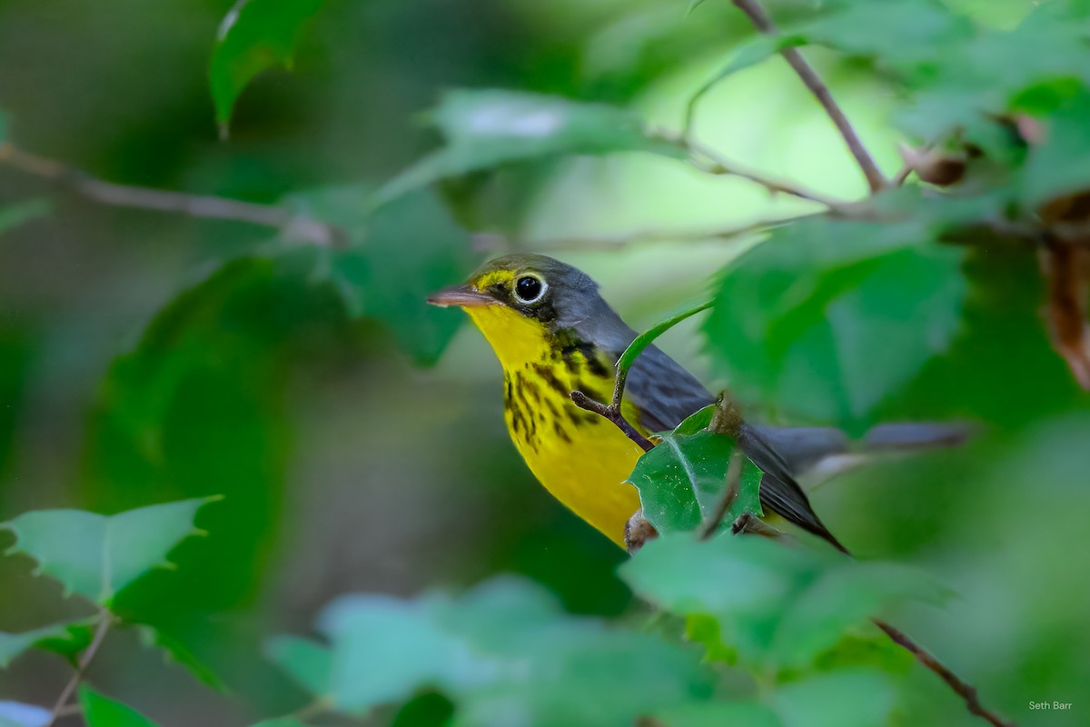 Canada Warbler - ML641152340
