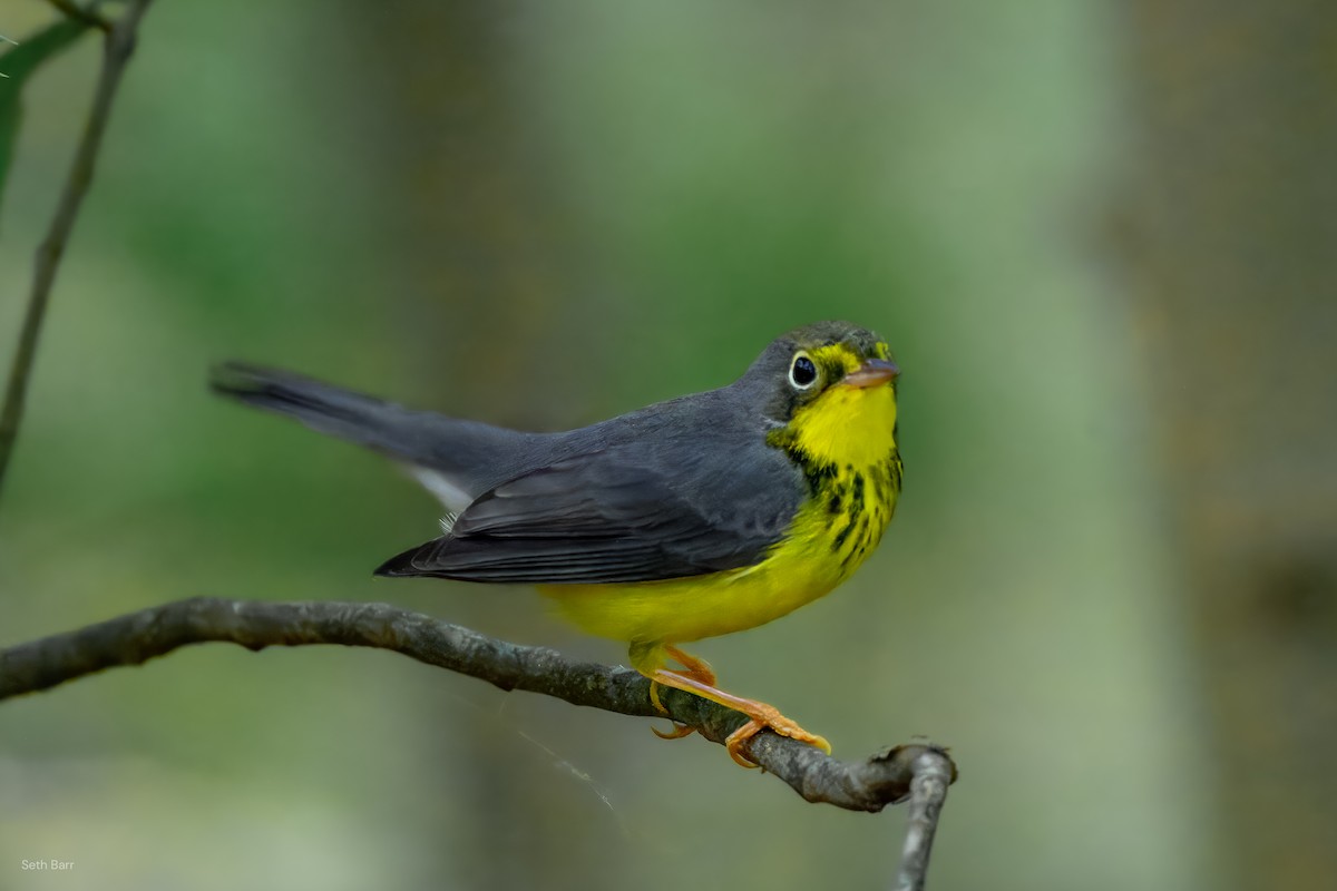 Canada Warbler - ML641152341