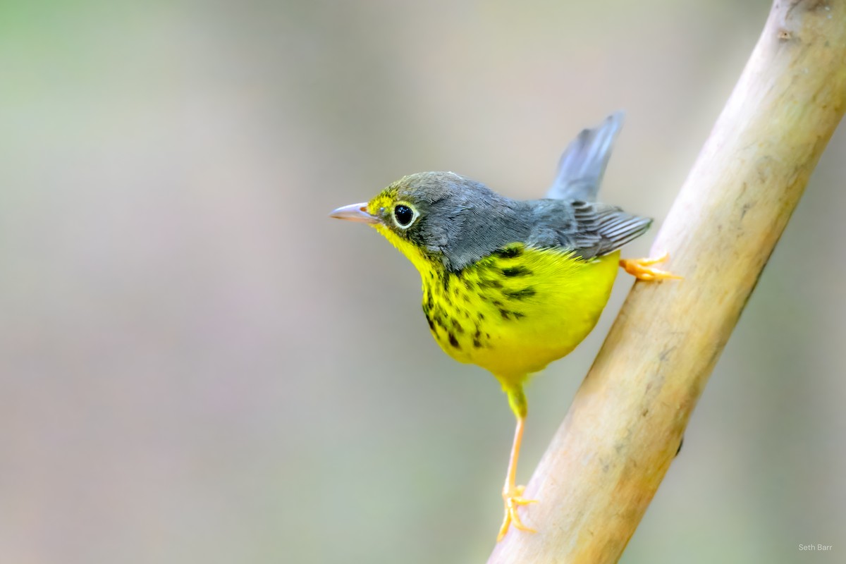 Canada Warbler - ML641152342