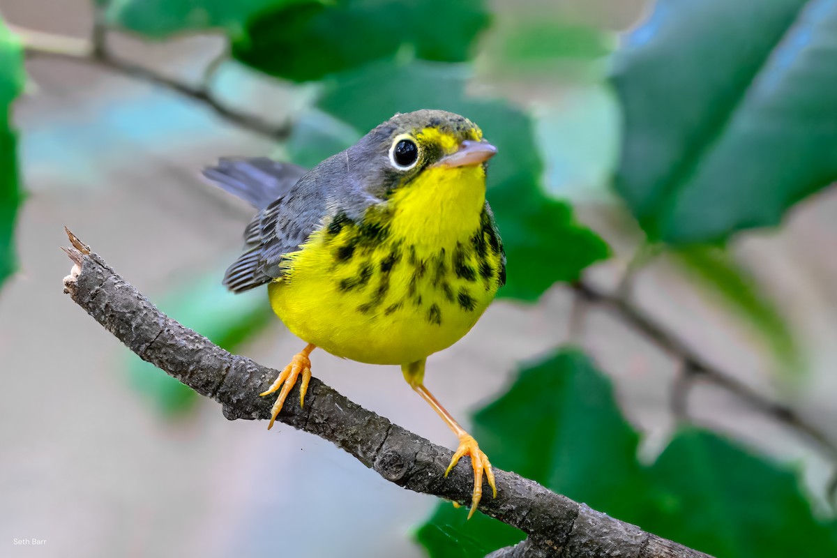 Canada Warbler - ML641152344