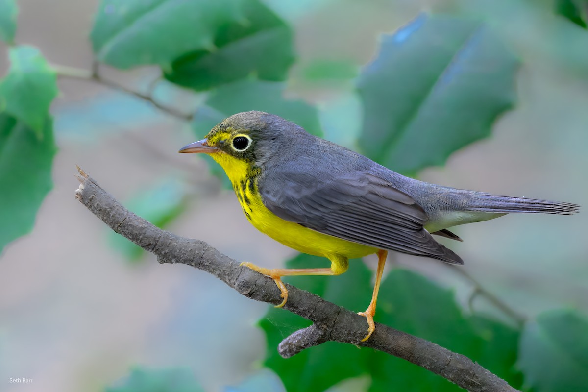 Canada Warbler - ML641152345