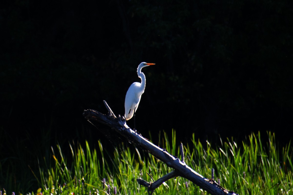 Great Egret - ML641152369