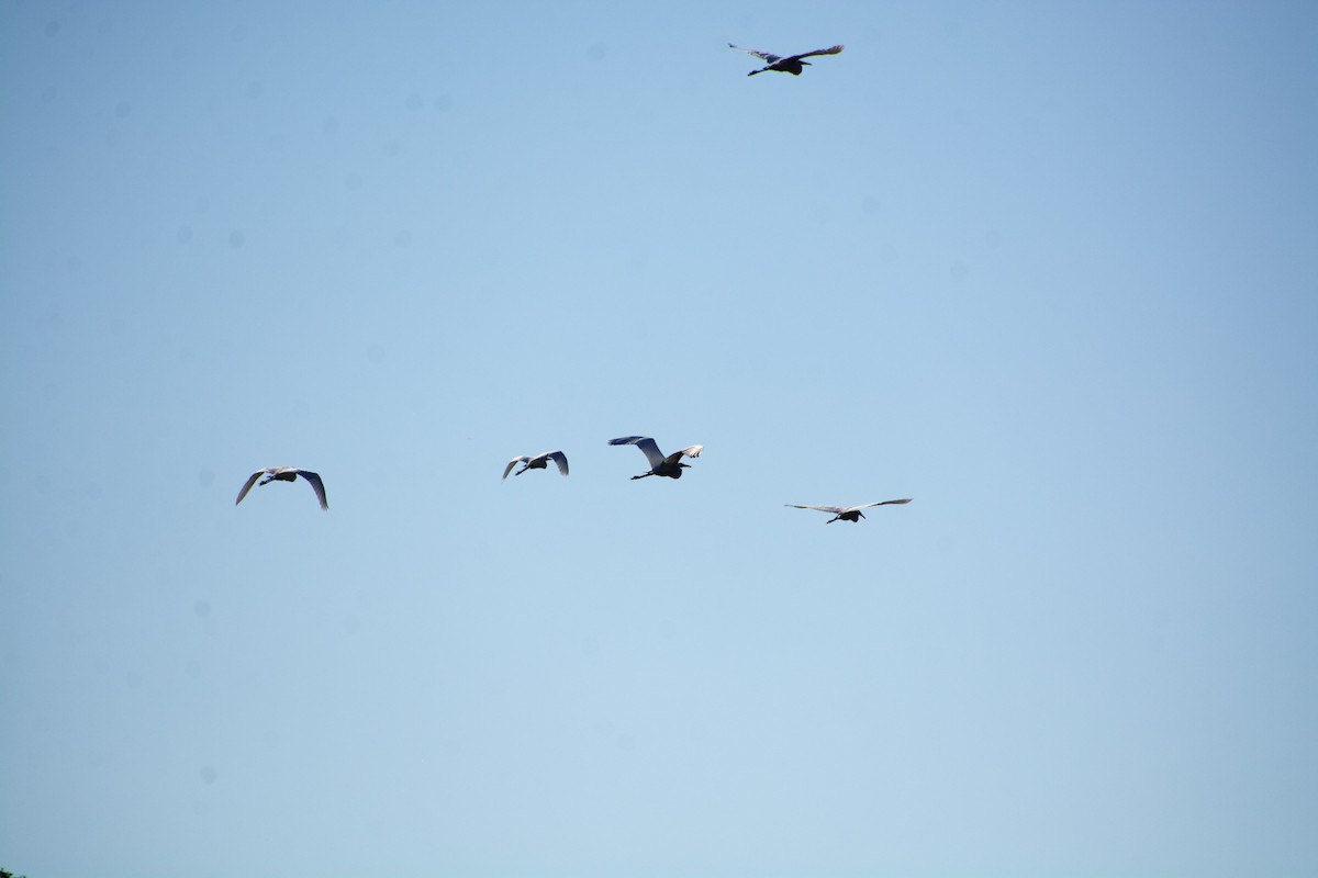 Great Egret - ML641152370
