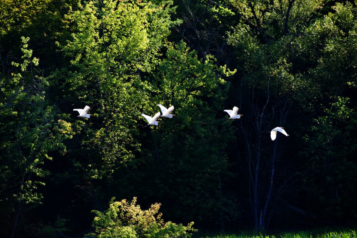 Great Egret - ML641152372