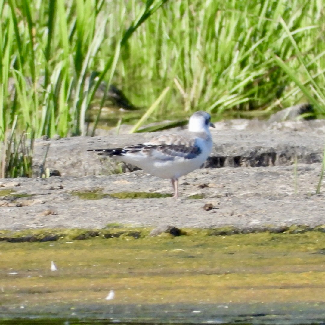 Gaviota de Bonaparte - ML641152376