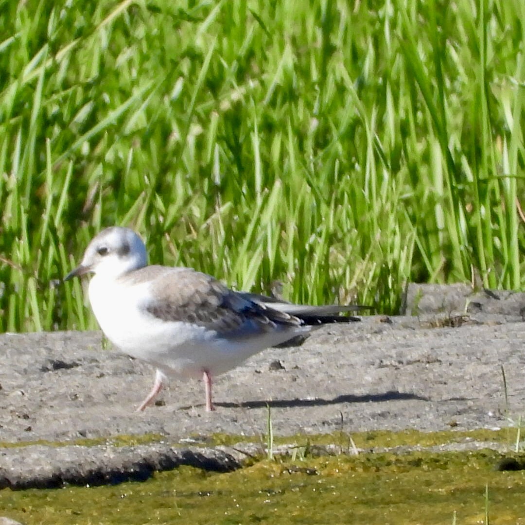Gaviota de Bonaparte - ML641152377