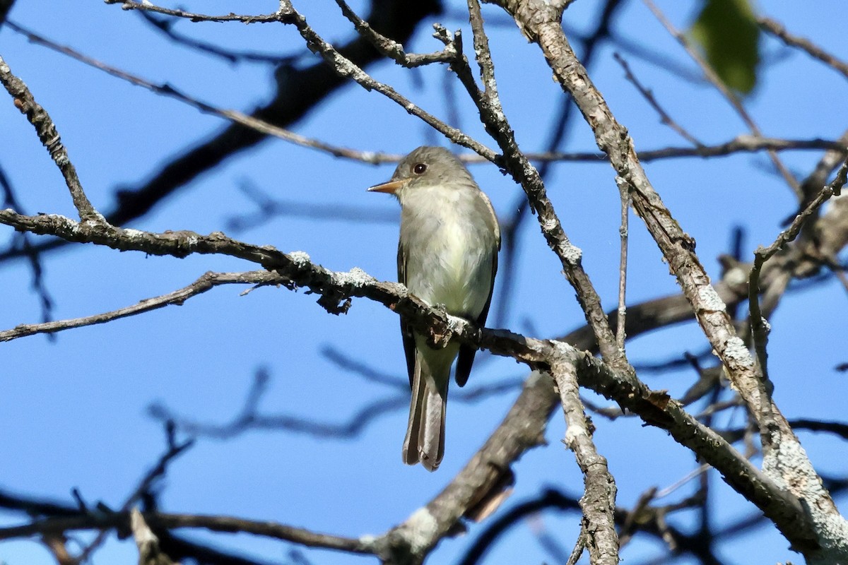 tyranovec východní - ML641152378