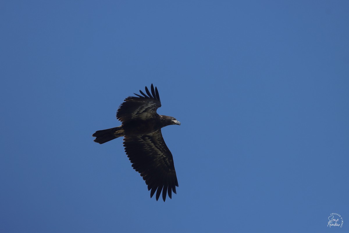 Bald Eagle - ML641152421