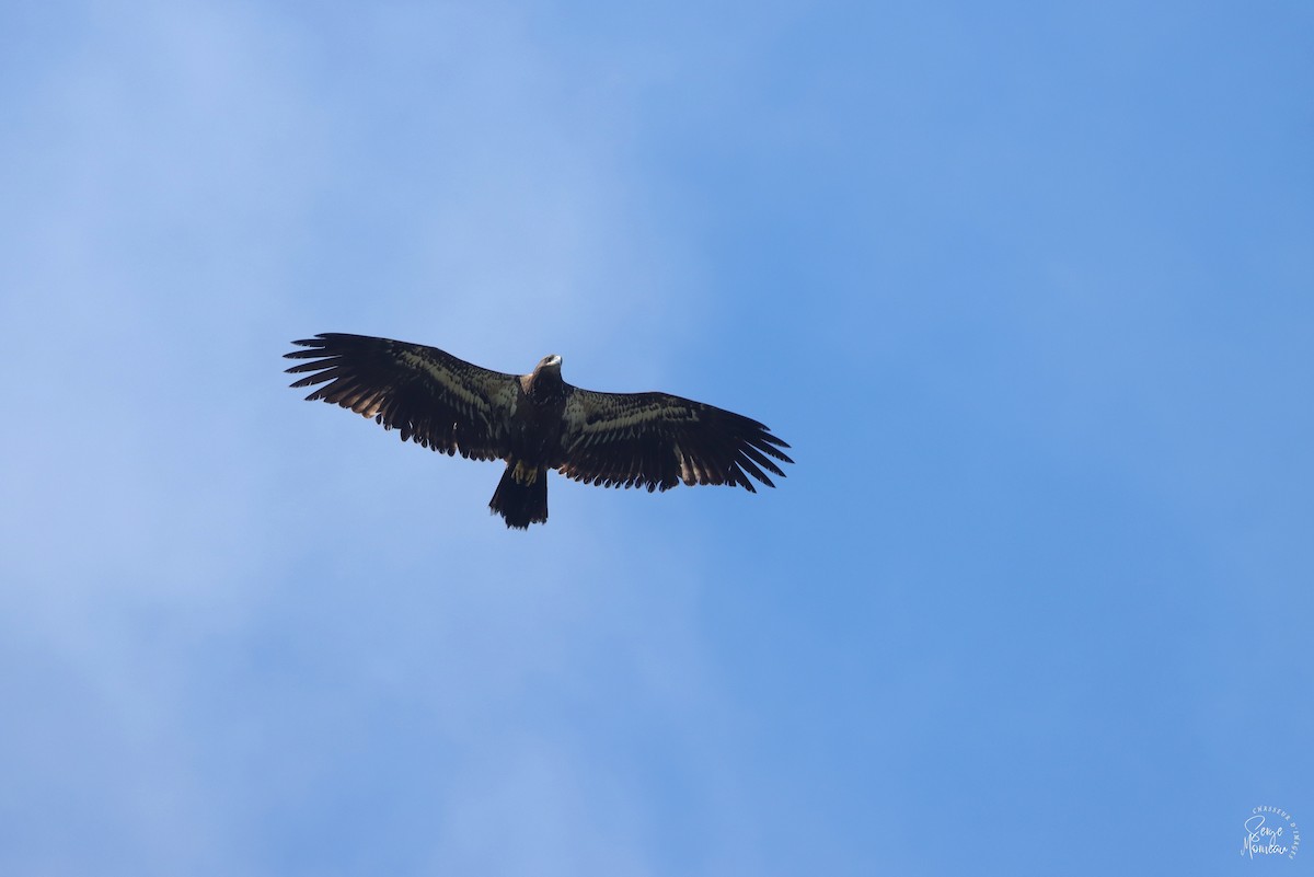 Bald Eagle - ML641152422