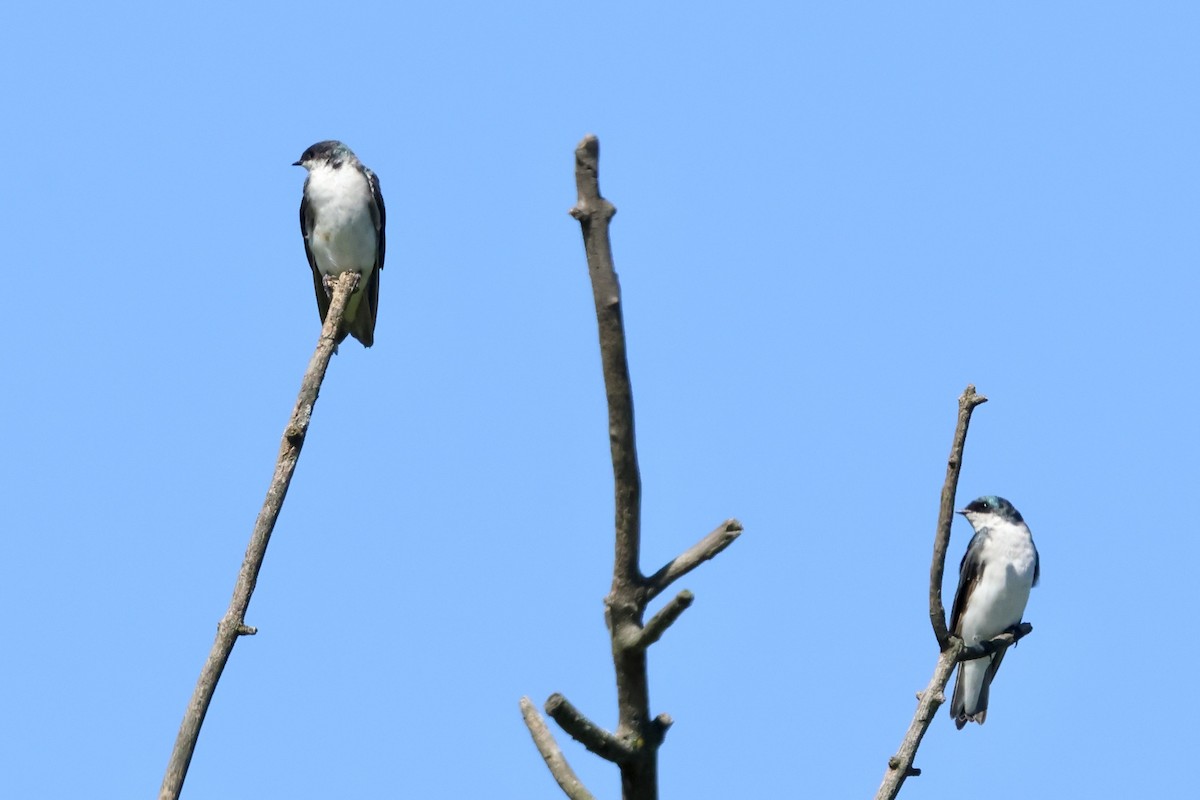 Tree Swallow - ML641152447