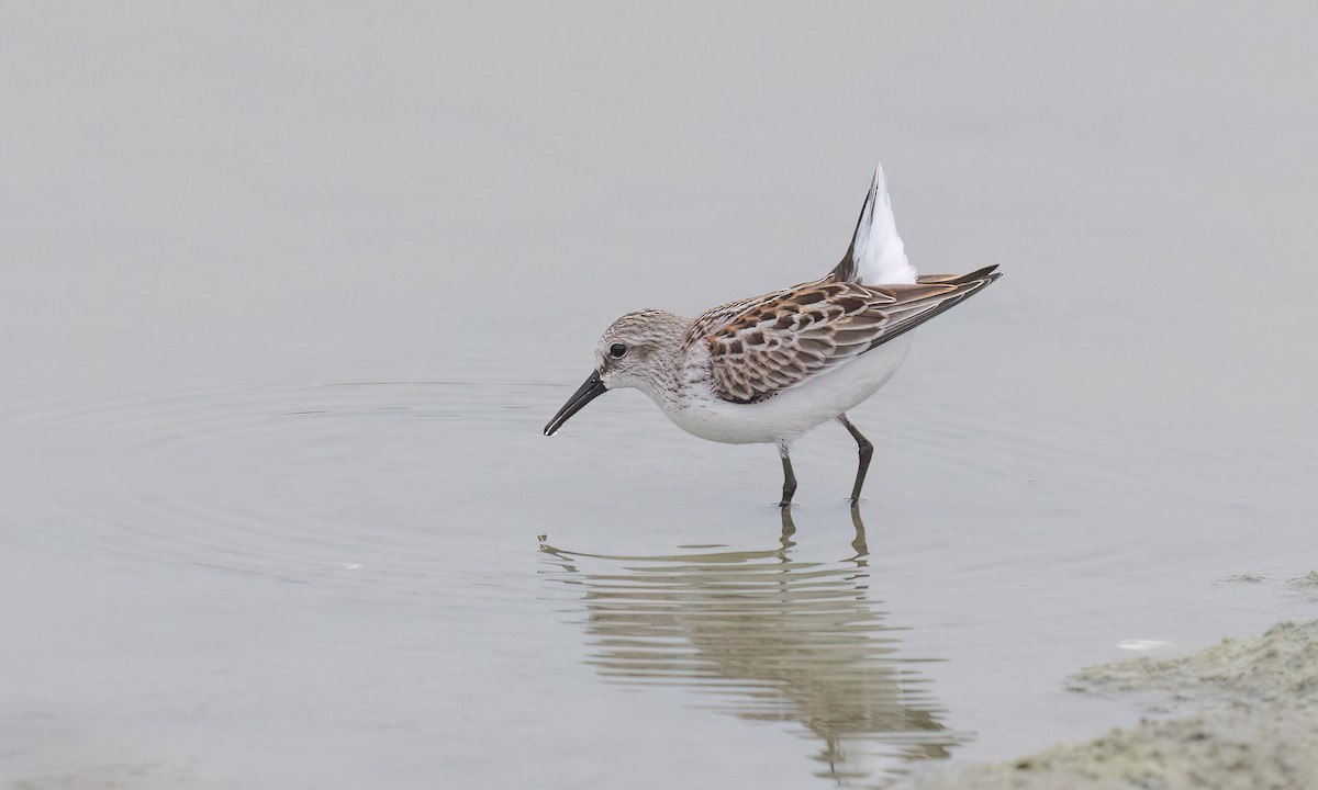 Bergstrandläufer - ML641152467