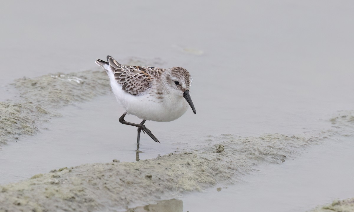 Bergstrandläufer - ML641152468