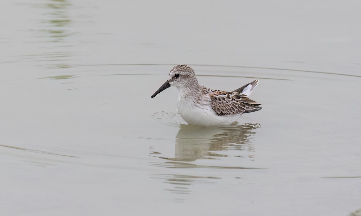 Bergstrandläufer - ML641152469