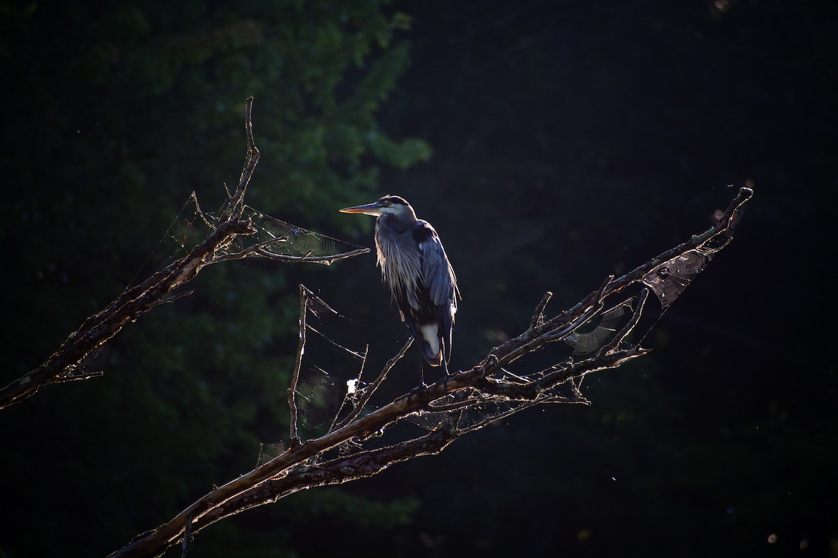 Great Blue Heron - ML641152487