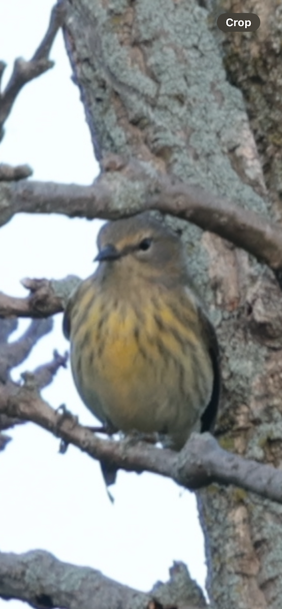 Cape May Warbler - ML641152490