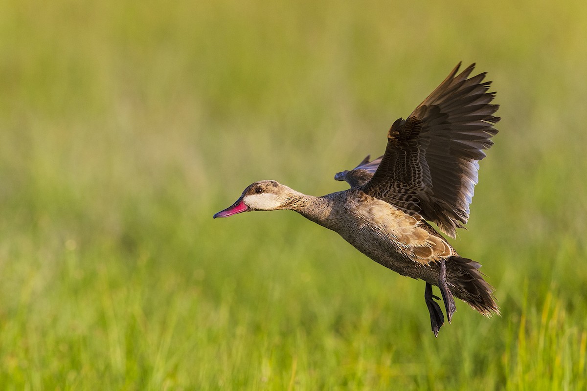 Canard à bec rouge - ML641152519