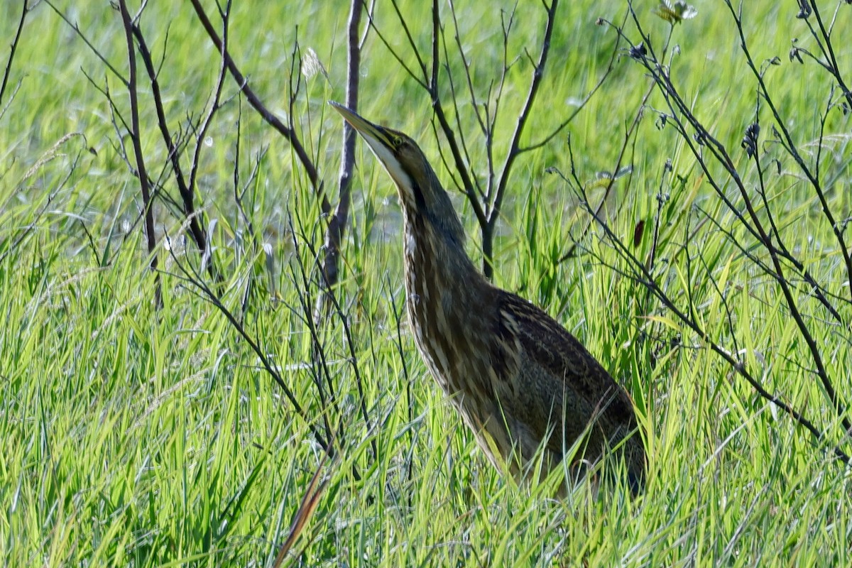 American Bittern - ML641152522