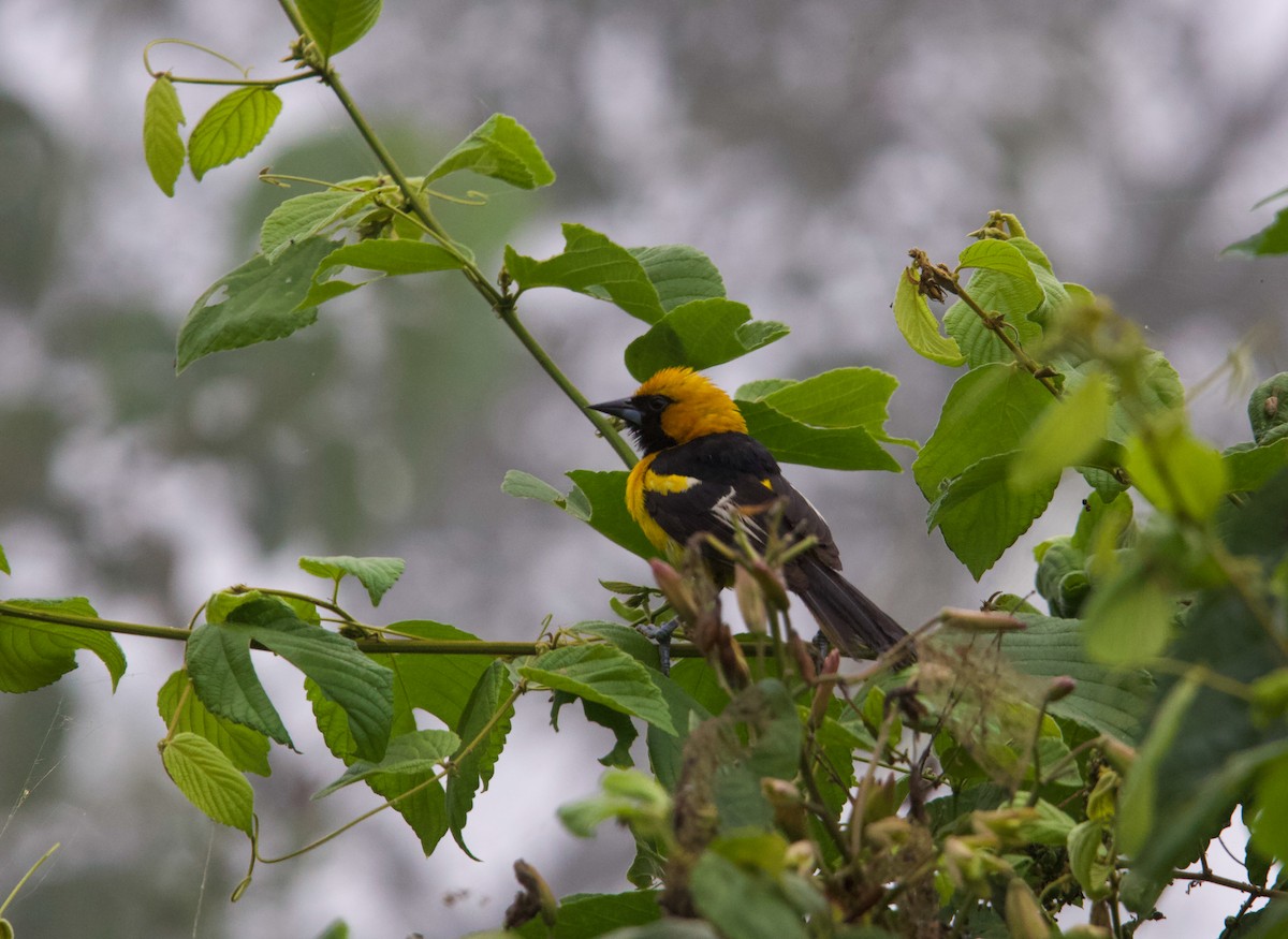White-edged Oriole - ML641152535