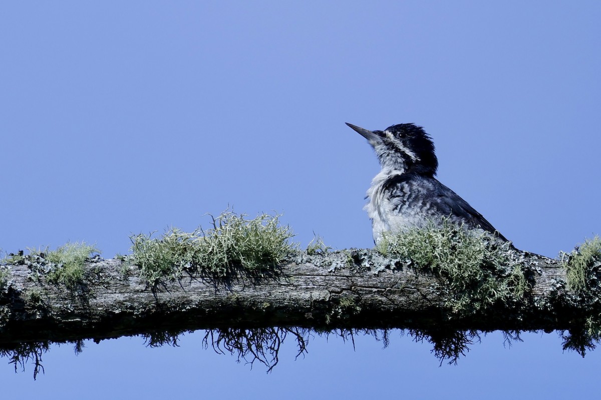 Black-backed Woodpecker - ML641152538