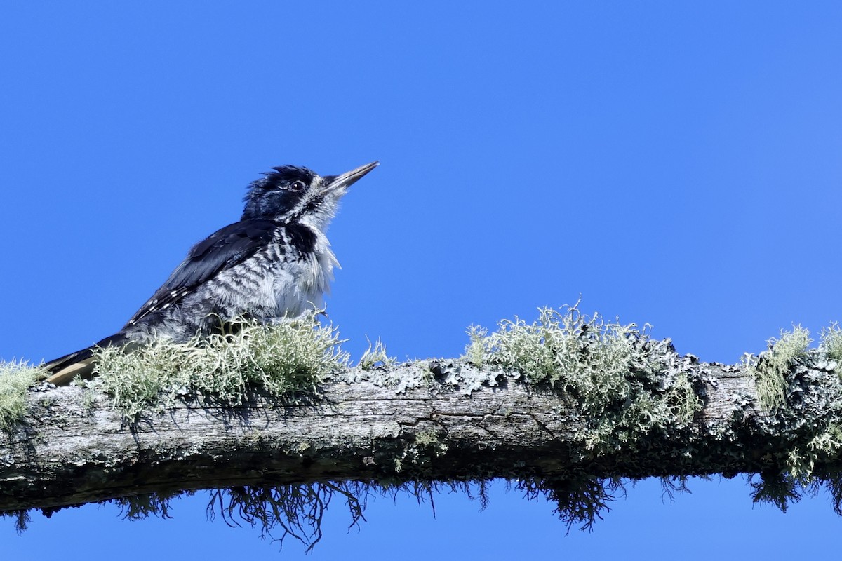 Black-backed Woodpecker - ML641152539