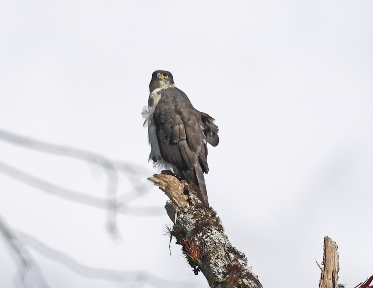 Bicolored Hawk - ML641152549