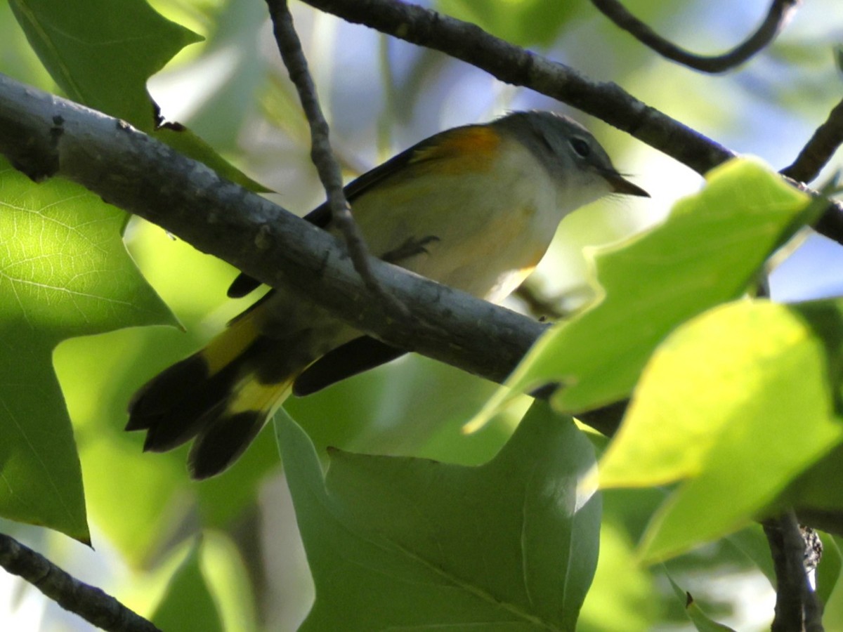 American Redstart - ML641152553