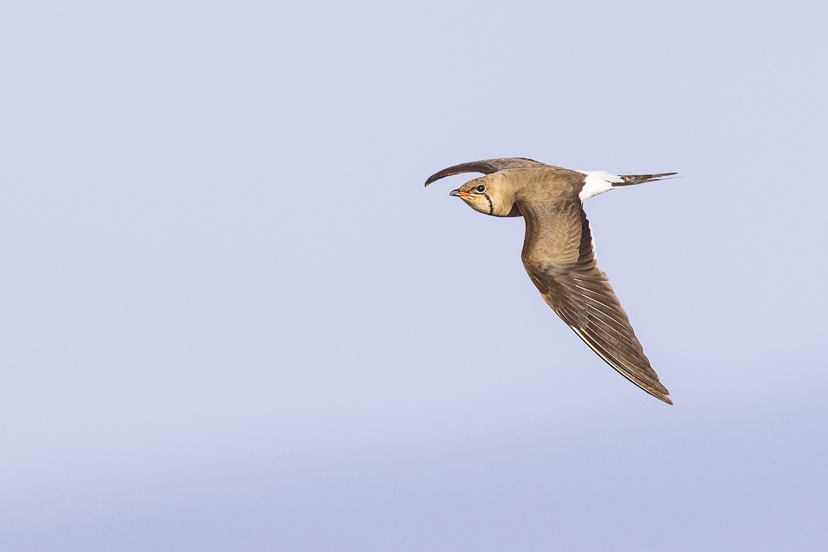 Collared Pratincole - ML641152567