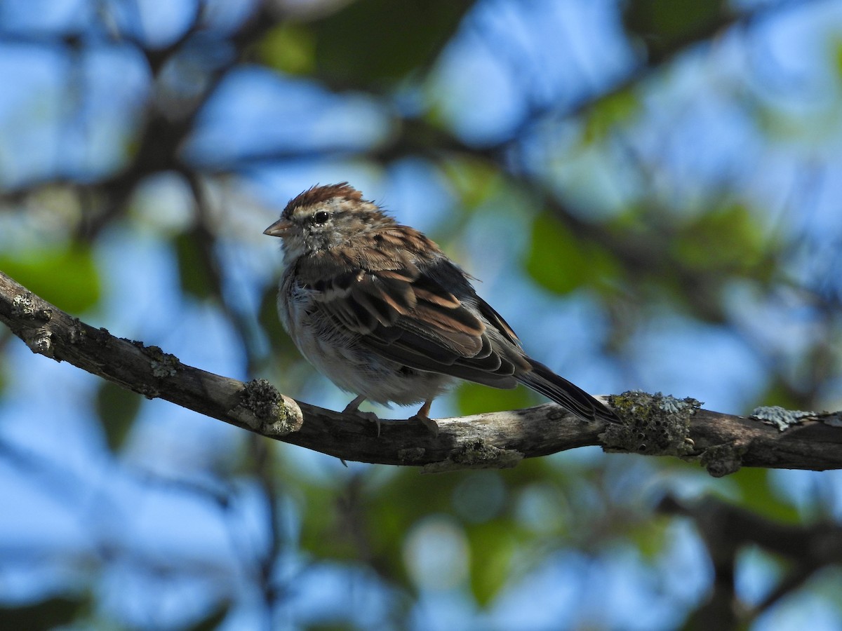 Chipping Sparrow - ML641152569