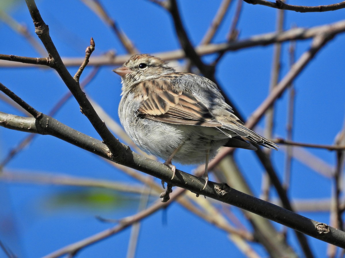 Chipping Sparrow - ML641152571