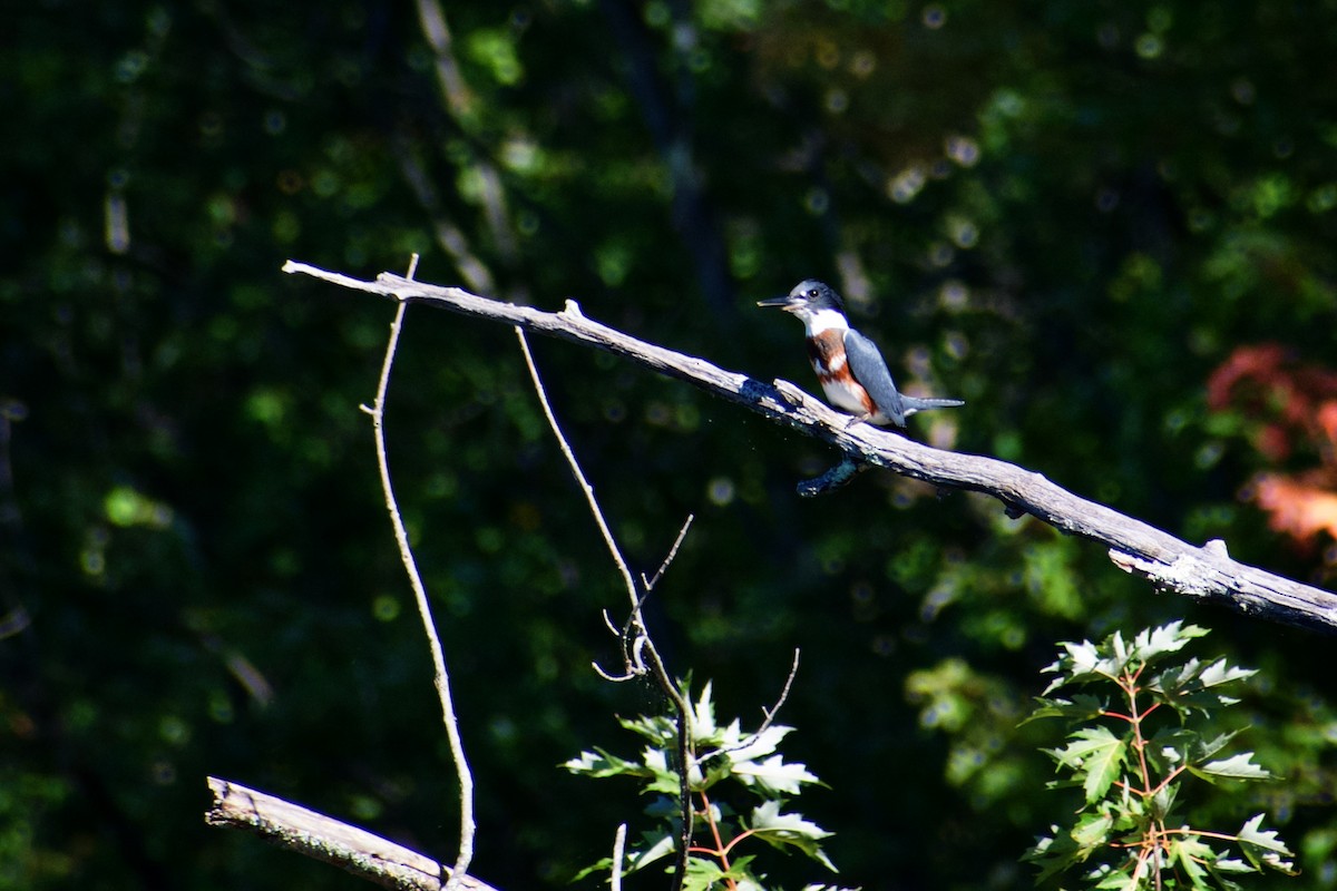 Belted Kingfisher - ML641152576