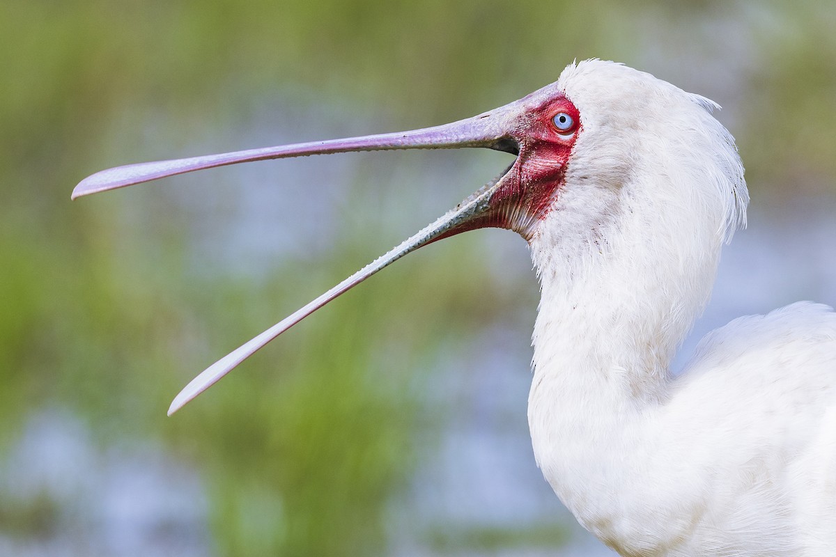 African Spoonbill - ML641152577
