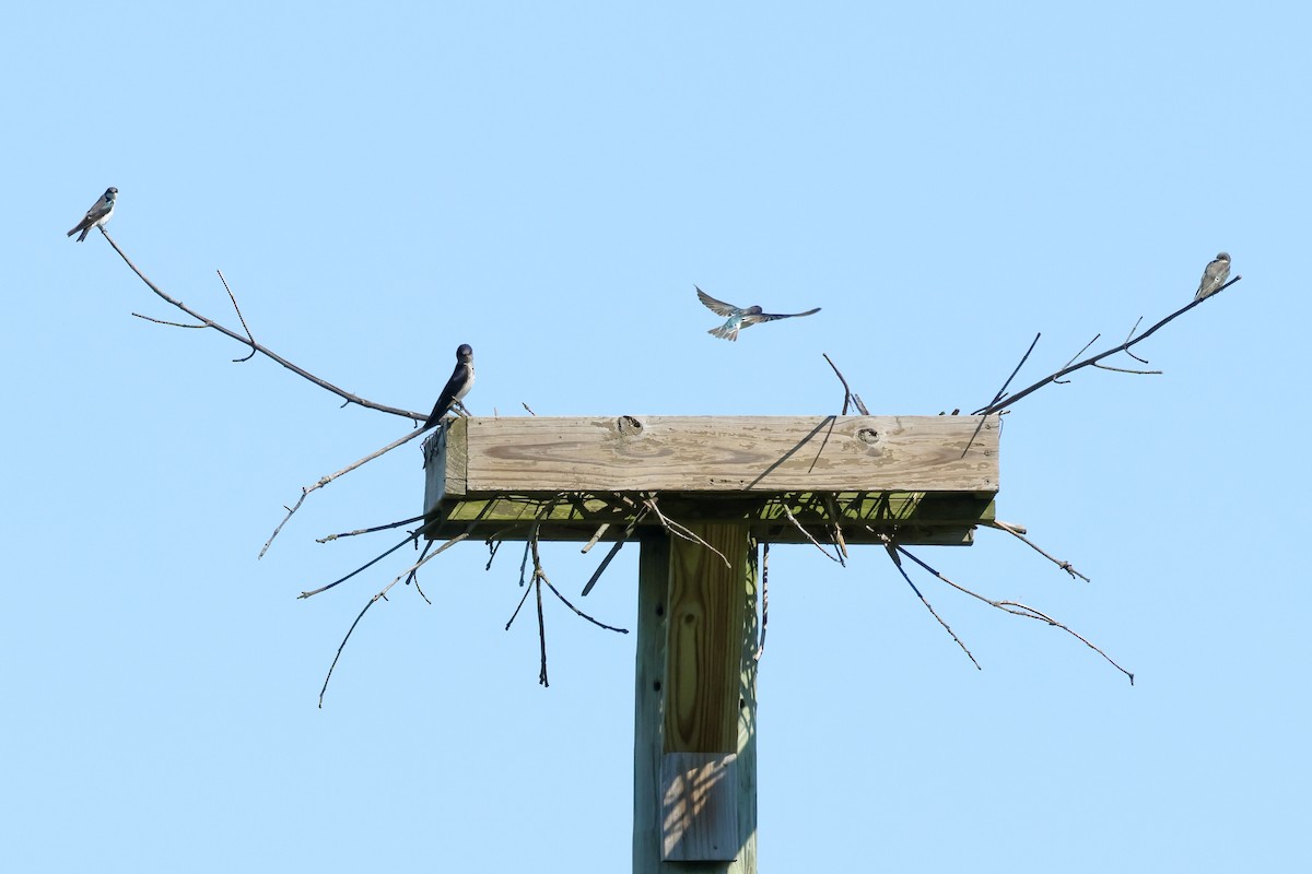 Tree Swallow - ML641152582