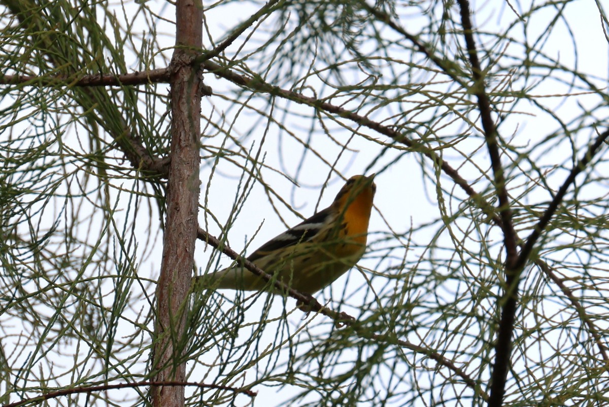 Blackburnian Warbler - ML641152585