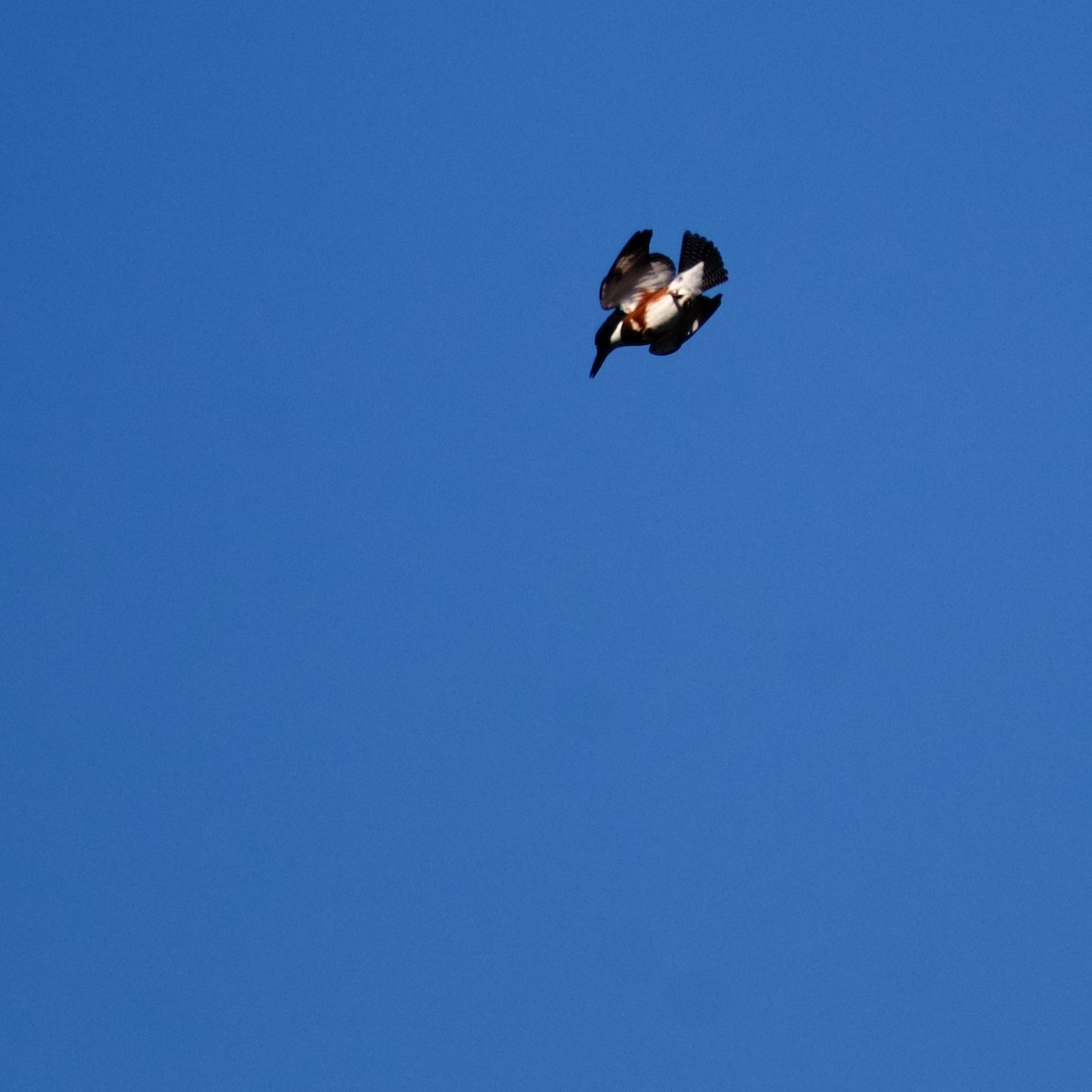 Belted Kingfisher - ML641152596