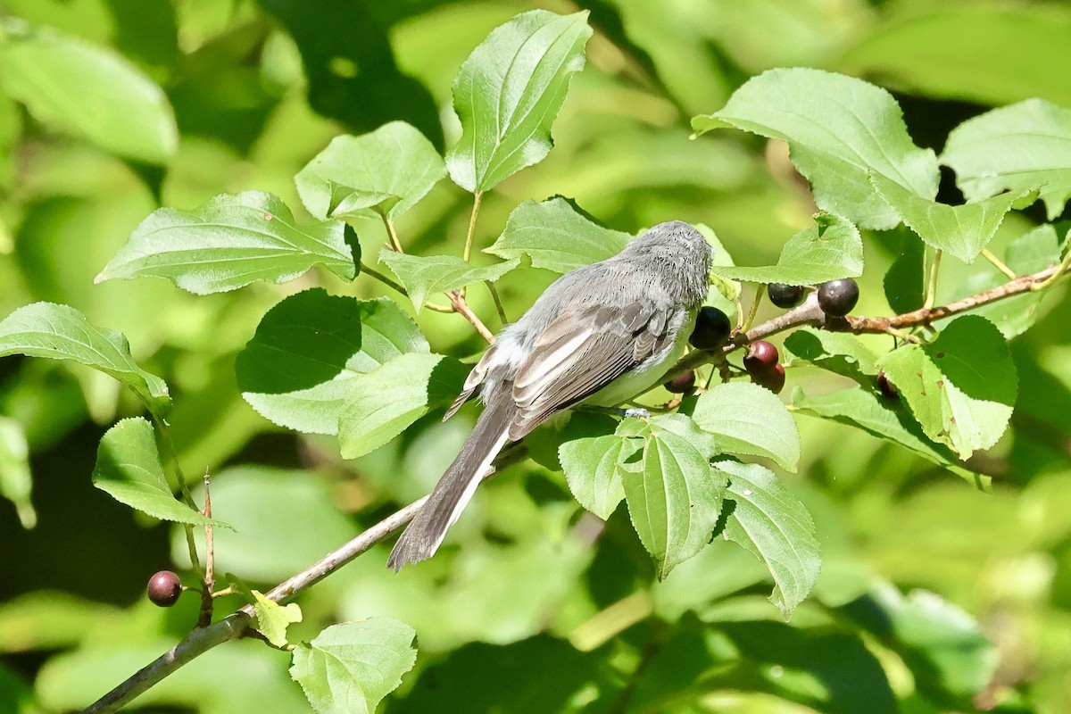 Blue-gray Gnatcatcher - ML641152612
