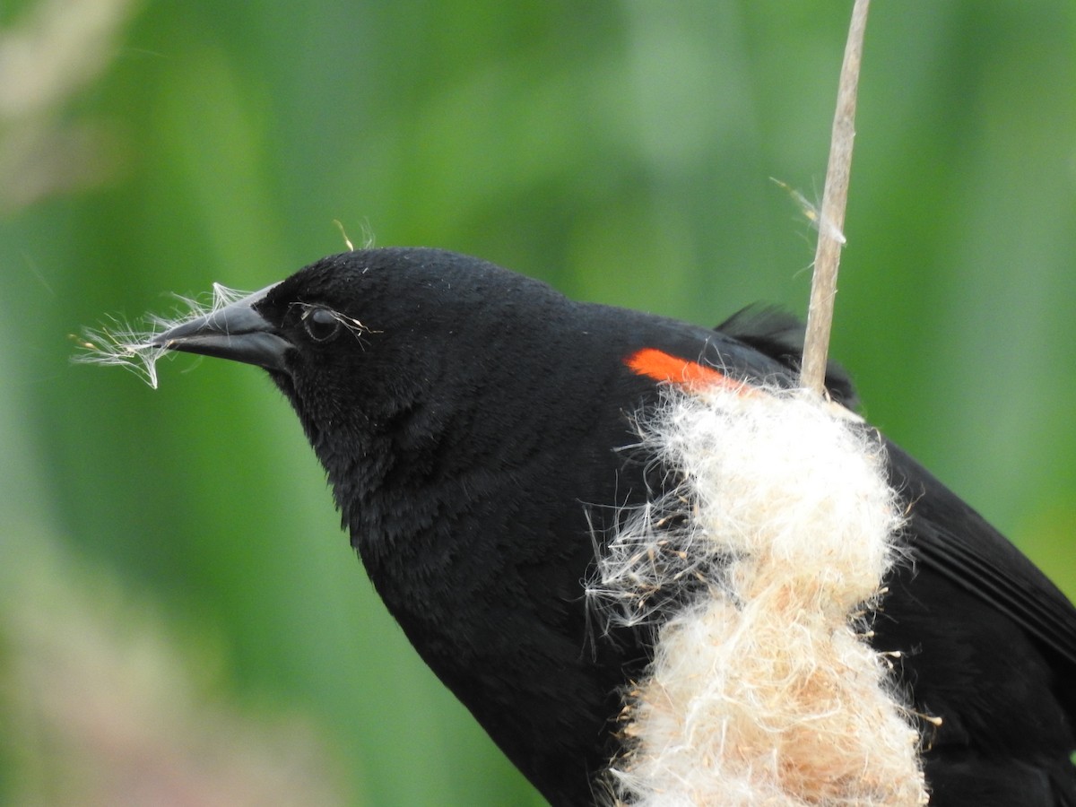 Red-winged Blackbird - ML641152617