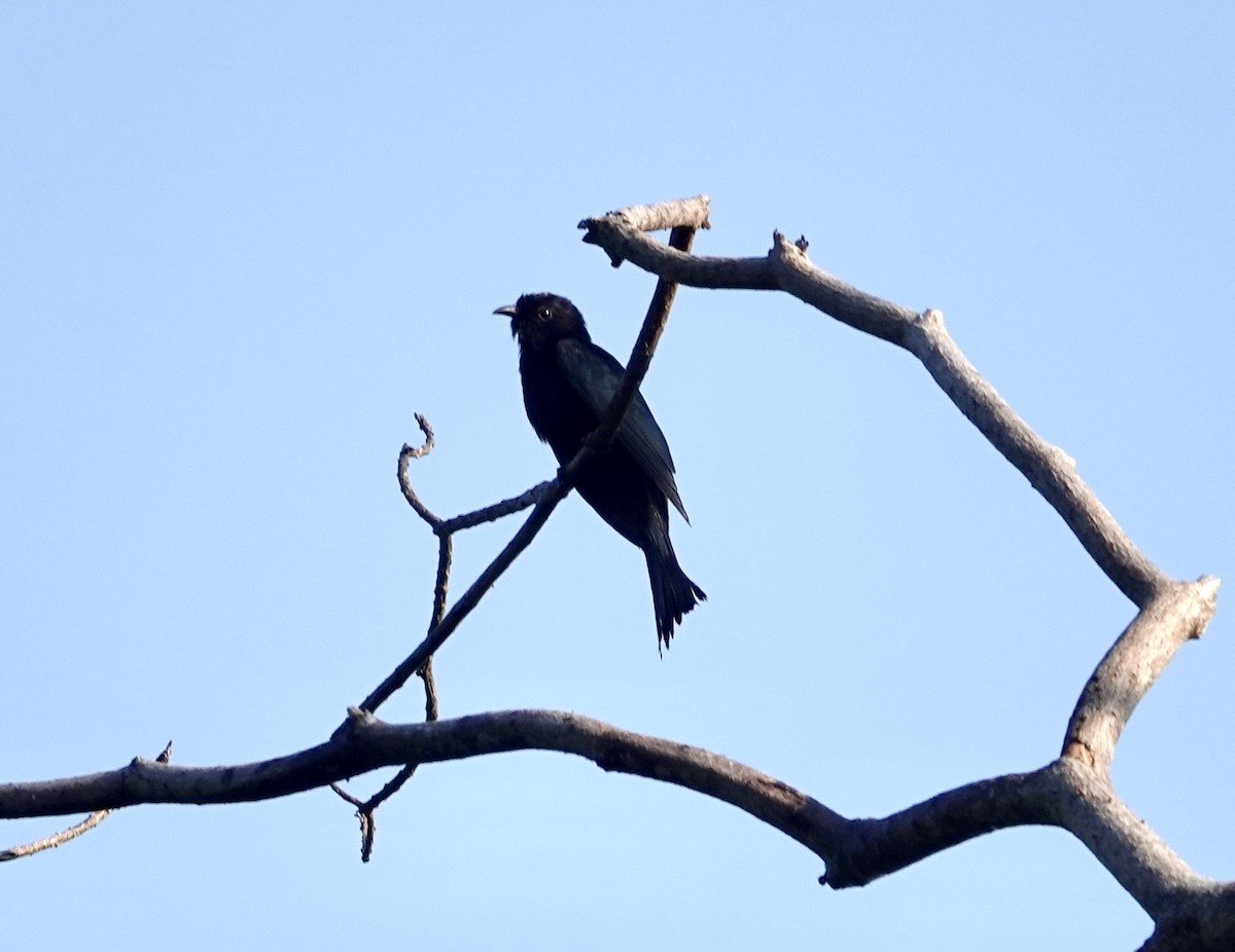 Hair-crested Drongo - ML641152645
