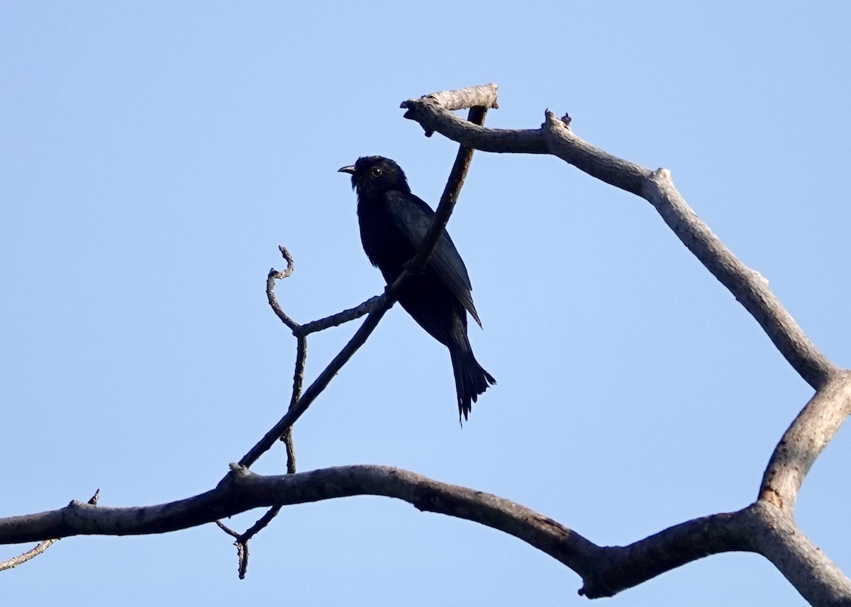 Hair-crested Drongo - ML641152646
