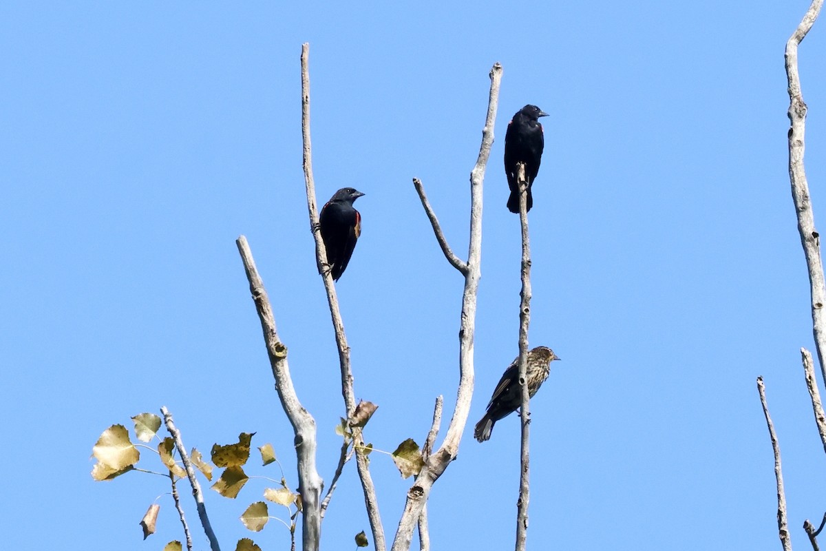 Red-winged Blackbird - ML641152649