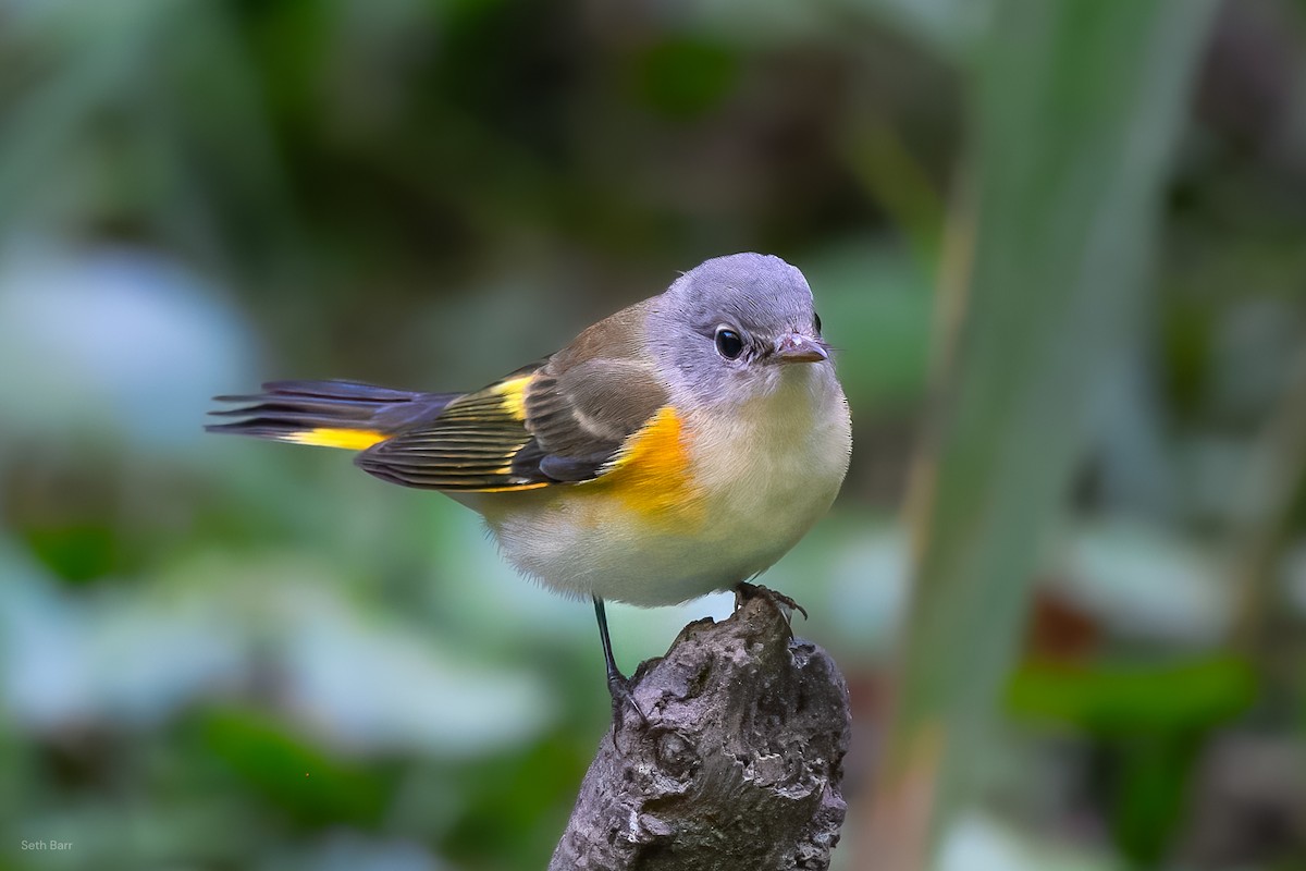 American Redstart - ML641152650