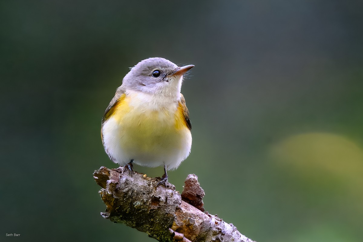 American Redstart - ML641152651