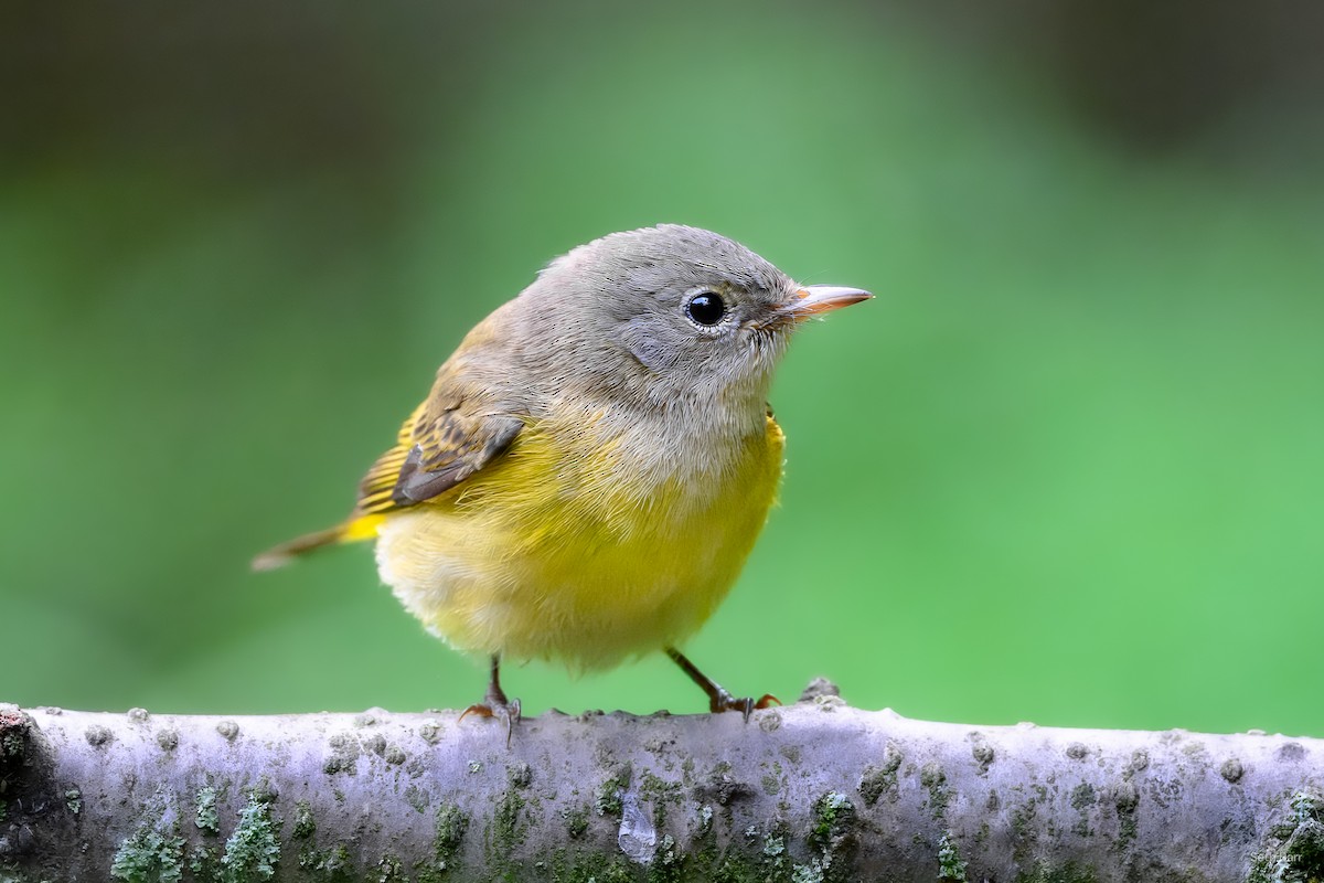 American Redstart - ML641152652