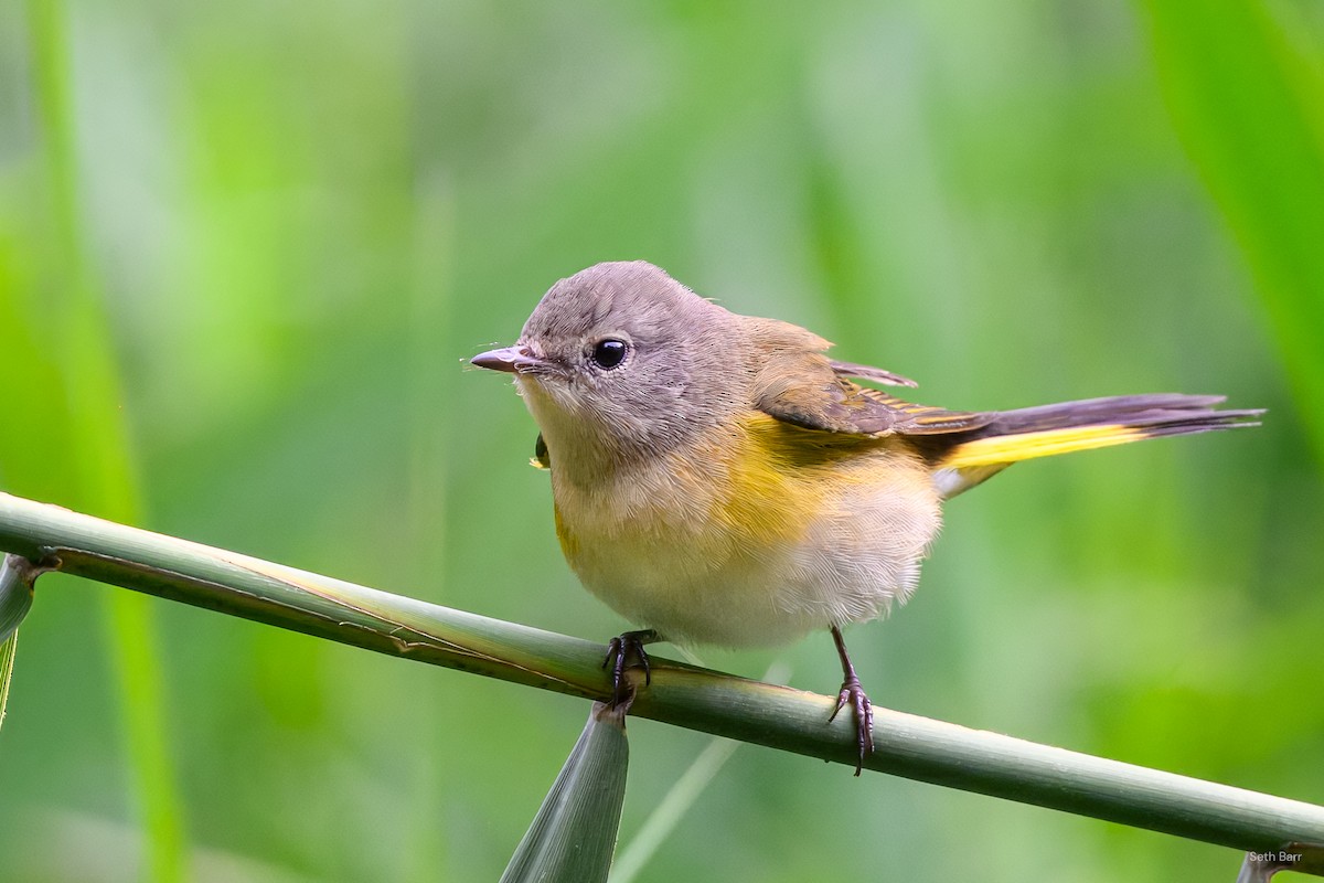 American Redstart - ML641152653